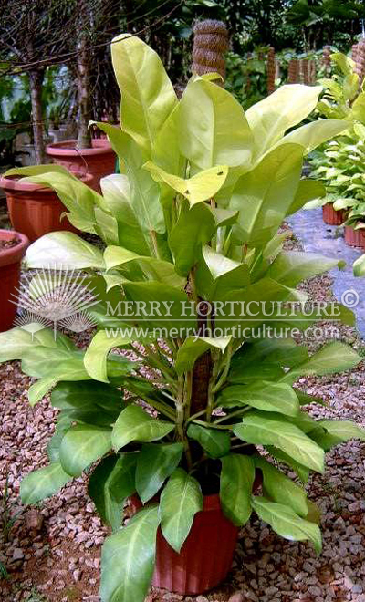 Philodendron erubescens gold